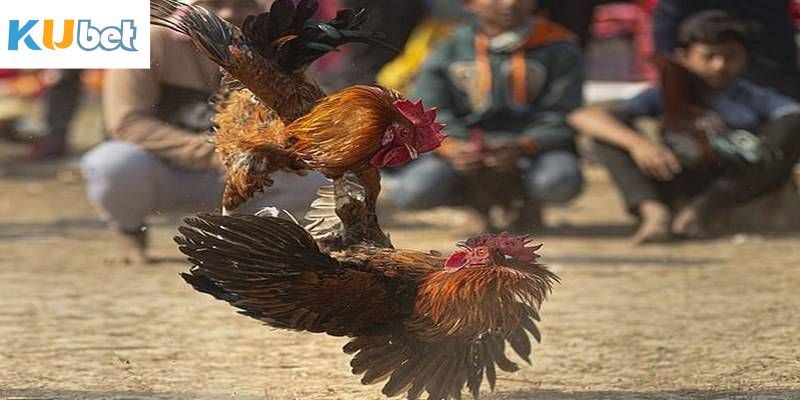 Kinh nghiệm hiệu quả nên áp dụng khi tham gia chọi kê 